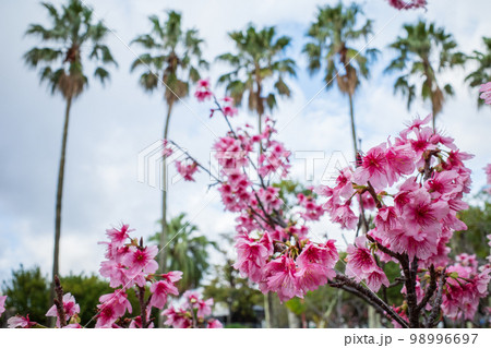 沖縄で日本一早く開花するピンク色の寒緋桜の花 98996697