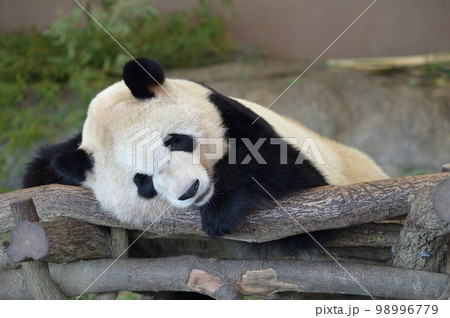 お休み中の彩浜 98996779