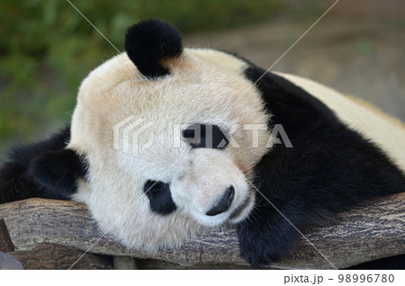 お休み中の彩浜 98996780