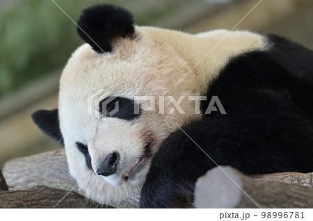 お休み中の彩浜 98996781