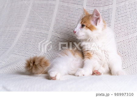 Portrait of orange ginger fluffy longhair mongrel cat kitten kitty lying on white cotton plaid at home, looking aside. 98997310