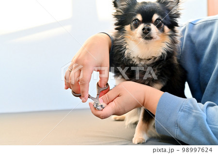 犬の爪切り（チワワ）グルーミング　トリミング 98997624