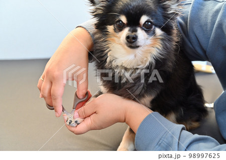 犬の爪切り(チワワ)グルーミング トリミング 犬の爪切り(チワワ)グルーミング トリミング 98997625