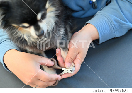 犬の爪切り(チワワ)グルーミング トリミング 犬の爪切り(チワワ)グルーミング トリミング 98997629