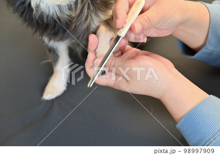 犬の爪切り　爪ヤスリ（チワワ）グルーミング　トリミング 98997909
