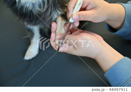 犬の爪切り 爪ヤスリ(チワワ)グルーミング トリミング 犬の爪切り 爪ヤスリ(チワワ)グルーミング トリミング 98997911