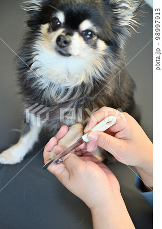 犬の爪切り 爪ヤスリ(チワワ)グルーミング トリミング 犬の爪切り 爪ヤスリ(チワワ)グルーミング トリミング 98997913
