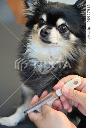 犬の爪切り 爪ヤスリ(チワワ)グルーミング トリミング 犬の爪切り 爪ヤスリ(チワワ)グルーミング トリミング 98997916