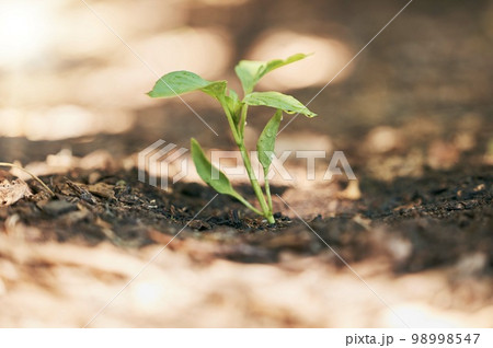 Sapling, growth or water drop in soil agriculture, sustainability help or future plants in climate change hope. Zoom, wet or leaf seedling in planting environment, nature garden or farming agro land 98998547