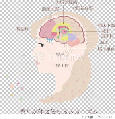 Mechanism by which scent is transmitted to the body_3・Olfaction pathway 98999048