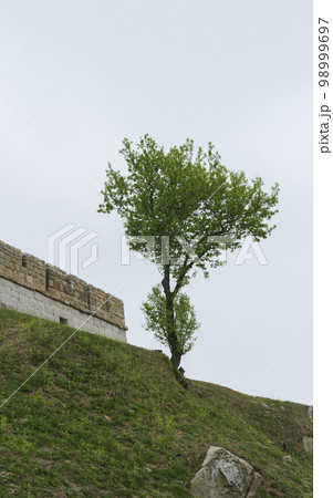 木 石垣 空 98999697