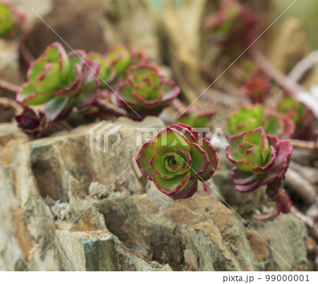 植物 岩 石 99000001
