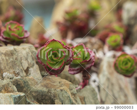 植物 岩 石 99000003