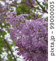 ライラック 春 木 99000005