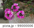 春 春の花 草花 99000006