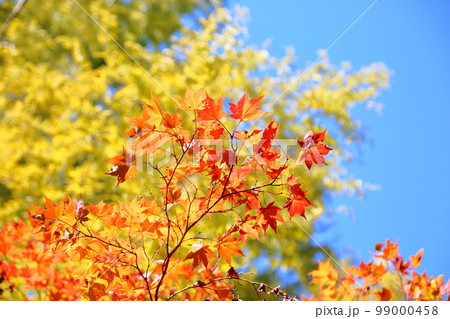 鮮やか紅葉カエデの葉 鮮やか紅葉カエデの葉 99000458