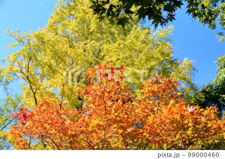 鮮やか紅葉カエデの葉 99000460