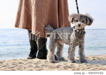 トイプードルを連れて女子旅 瀬戸内海の島巡り トイプードルを連れて女子旅 瀬戸内海の島巡り 99000566