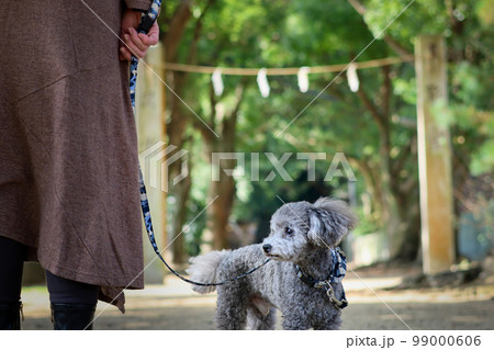 トイプードルを連れて女子旅 瀬戸内海の島巡り トイプードルを連れて女子旅 瀬戸内海の島巡り 99000606