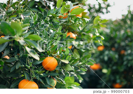 トイプードルを連れて女子旅　瀬戸内海の島巡り 99000703