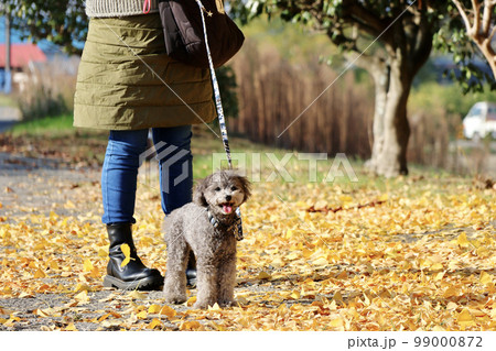 トイプードルを連れて女子旅　瀬戸内海の島巡り　銀杏の木の下で 99000872