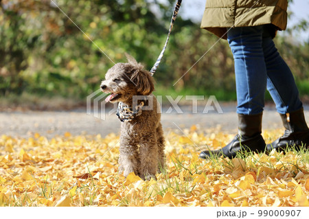 トイプードルを連れて女子旅　瀬戸内海の島巡り　銀杏の木の下で 99000907