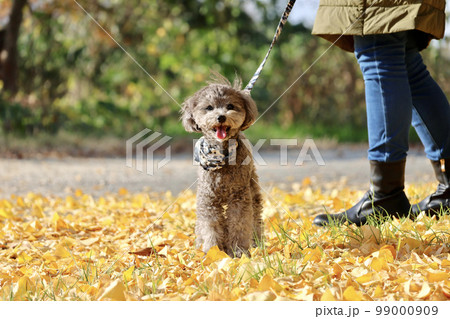 トイプードルを連れて女子旅 瀬戸内海の島巡り 銀杏の木の下で トイプードルを連れて女子旅 瀬戸内海の島巡り 銀杏の木の下で 99000909