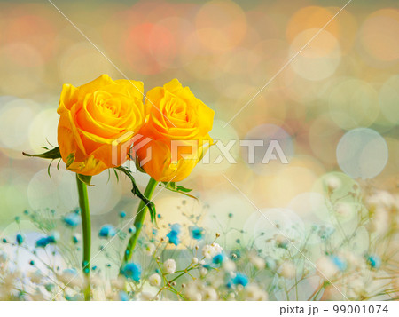 大阪の夜景の輝きと2輪の黄色いバラ 大阪の夜景の輝きと2輪の黄色いバラ 99001074