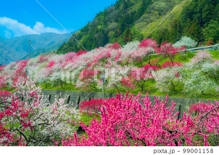長野県 阿智村 花桃の里 長野県 阿智村 花桃の里 99001158