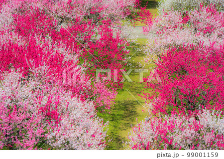 長野県　阿智村　花桃の里 99001159