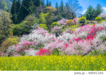 長野県 阿智村 花桃の里 長野県 阿智村 花桃の里 99001160
