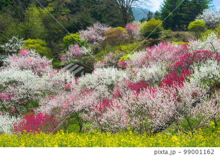 長野県　阿智村　花桃の里 99001162