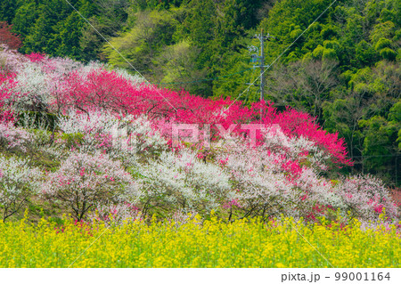 長野県 阿智村 花桃の里 長野県 阿智村 花桃の里 99001164