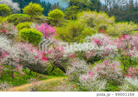 長野県　阿智村　花桃の里 99001166