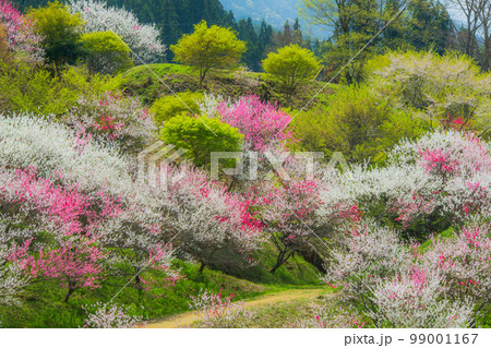 長野県　阿智村　花桃の里 99001167