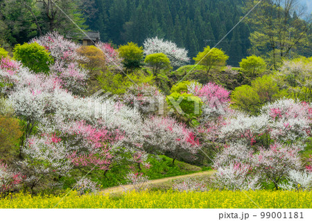 長野県 阿智村 花桃の里 長野県 阿智村 花桃の里 99001181
