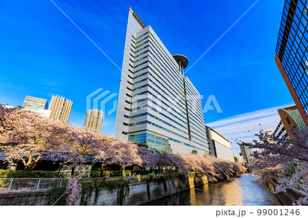 東京　目黒区　目黒川沿いの桜並木（太鼓橋付近） 99001246