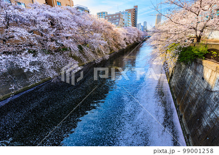 東京 目黒区 目黒川沿いの桜並木(中里橋付近) 東京 目黒区 目黒川沿いの桜並木(中里橋付近) 99001258