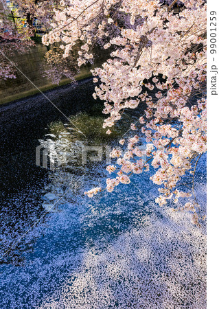 東京 目黒区 目黒川沿いの桜並木(中里橋付近) 東京 目黒区 目黒川沿いの桜並木(中里橋付近) 99001259