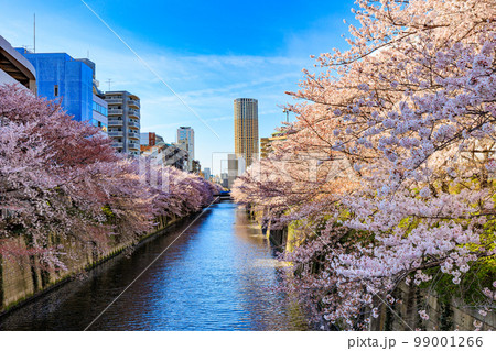 東京　目黒区　目黒川沿いの桜並木（中里橋付近） 99001266