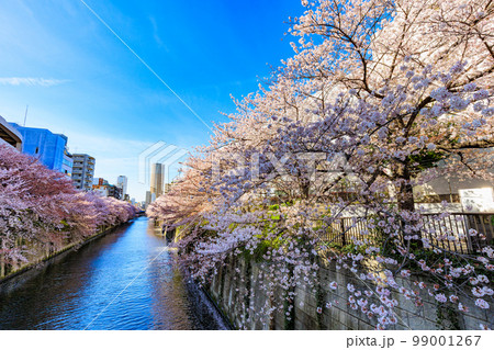 東京 目黒区 目黒川沿いの桜並木(中里橋付近) 東京 目黒区 目黒川沿いの桜並木(中里橋付近) 99001267