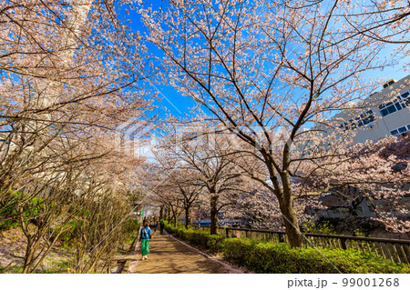 東京 目黒区 目黒川沿いの桜並木(中里橋付近) 東京 目黒区 目黒川沿いの桜並木(中里橋付近) 99001268