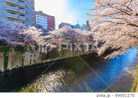 東京 目黒区 目黒川沿いの桜並木(中里橋付近) 東京 目黒区 目黒川沿いの桜並木(中里橋付近) 99001270