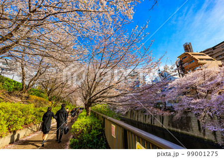 東京　目黒区　目黒川沿いの桜並木（なかめ公園橋付近） 99001275