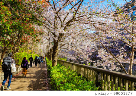 東京　目黒区　目黒川沿いの桜並木（なかめ公園橋付近） 99001277