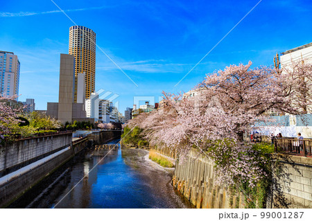 東京　目黒区　目黒川沿いの桜並木（目黒川船入場付近） 99001287