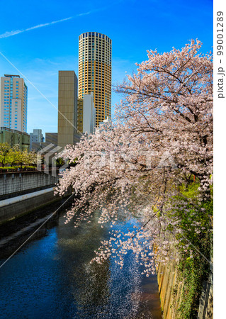 東京 目黒区 目黒川沿いの桜並木(目黒川船入場付近) 東京 目黒区 目黒川沿いの桜並木(目黒川船入場付近) 99001289