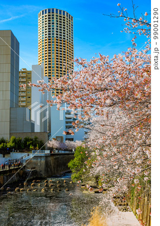 東京　目黒区　目黒川沿いの桜並木（目黒川船入場付近） 99001290