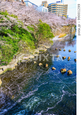 東京 目黒区 目黒川沿いの桜並木(目黒川船入場付近) 東京 目黒区 目黒川沿いの桜並木(目黒川船入場付近) 99001299