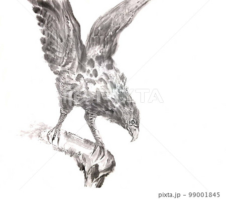 翼を広げた鷹のイラスト素材 [99001845] - PIXTA